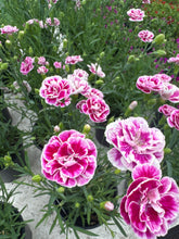 Load image into Gallery viewer, Dianthus Garden Pleasures Bicolor Magenta
