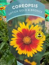 Load image into Gallery viewer, Coreopsis Uptick Gold &amp; Bronze
