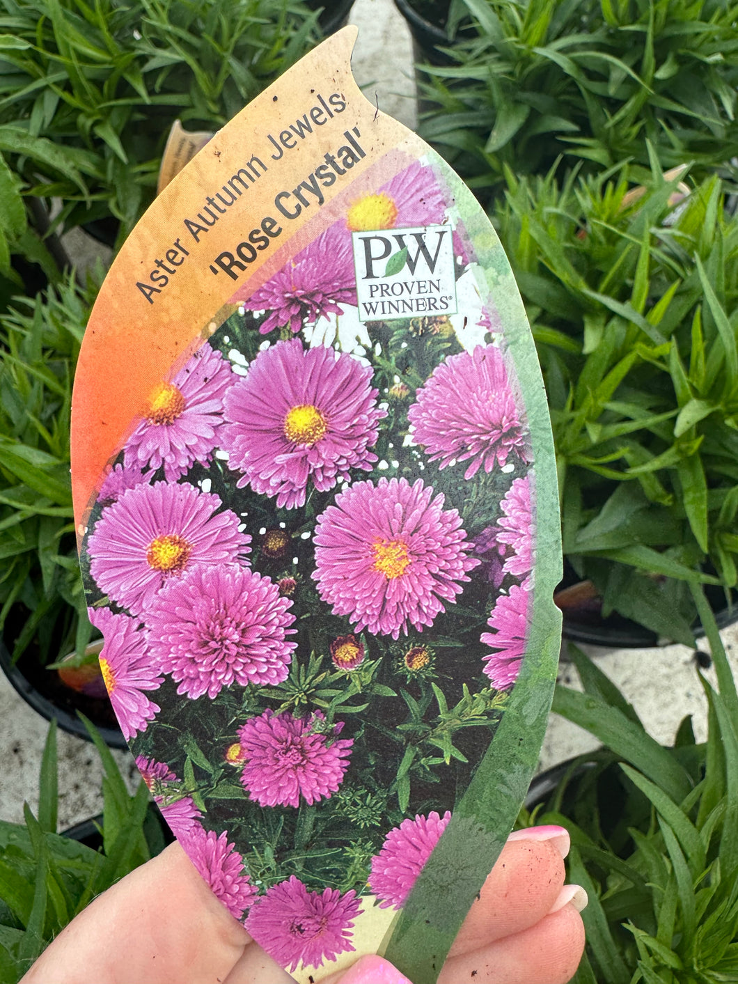 Aster Autumn Jewel ‘Rose Crystal’