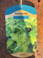 Load image into Gallery viewer, Pittosporum Golden King
