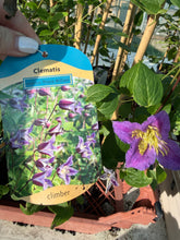 Load image into Gallery viewer, Clematis Prince William
