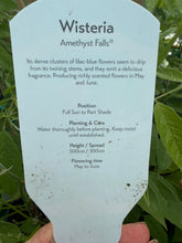 Load image into Gallery viewer, Wisteria Amethyst Falls
