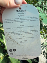 Load image into Gallery viewer, Mahonia Charity
