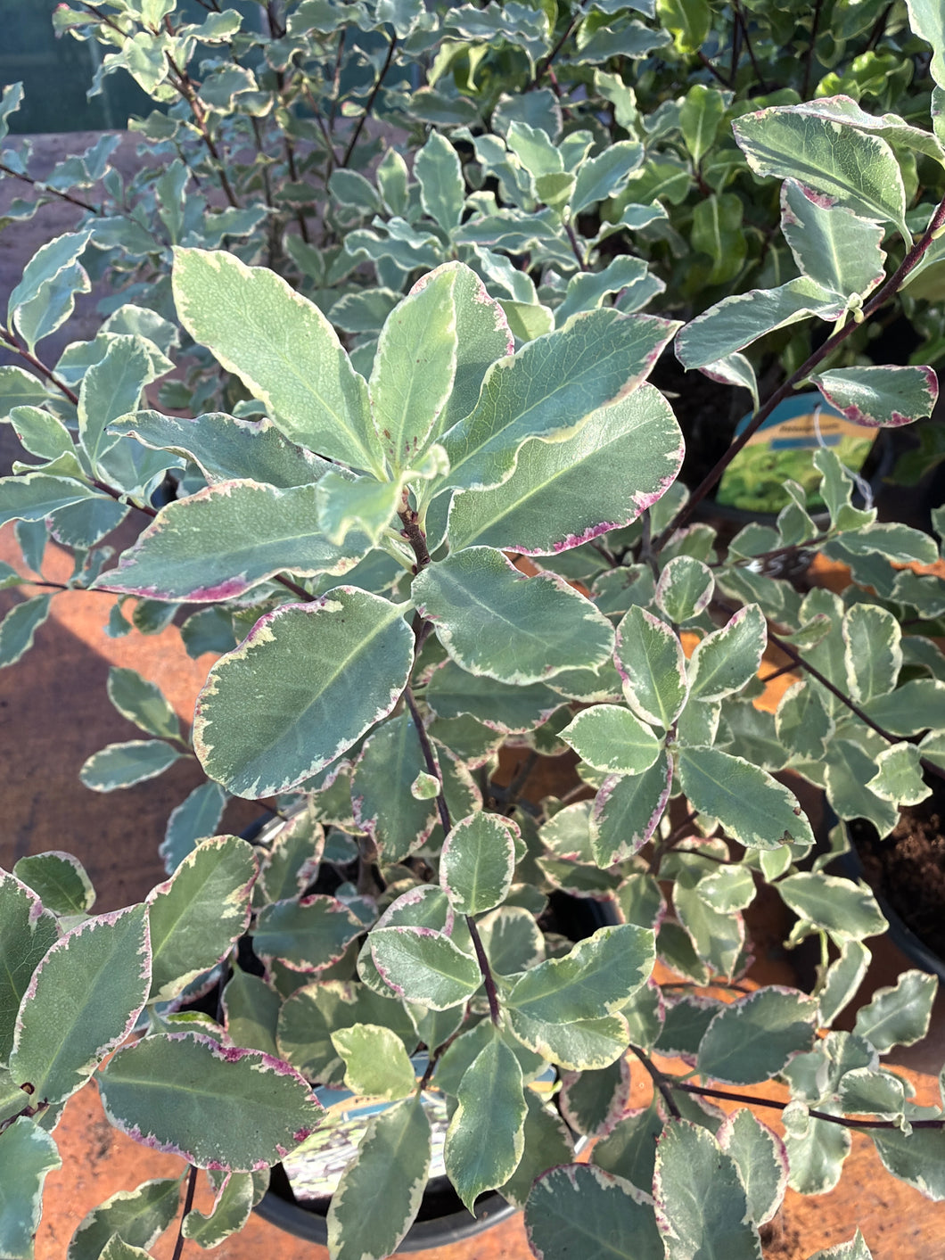 Pittosporum Elizabeth