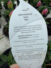Load image into Gallery viewer, Alstroemeria Rio
