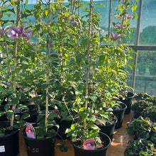 Load image into Gallery viewer, Clematis Boulevard &#39;Pompeii’
