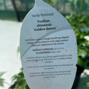 Trollius ‘Golden Queen’