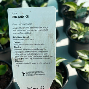 Hosta Fire & Ice