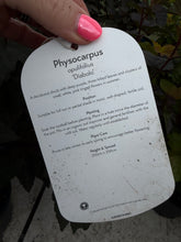 Load image into Gallery viewer, Physocarpus Diabolo
