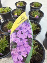 Load image into Gallery viewer, Phlox Subulata Purple Beauty
