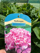 Load image into Gallery viewer, Hydrangea “King George”
