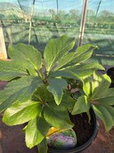 Load image into Gallery viewer, Helleborus Double White Picotee
