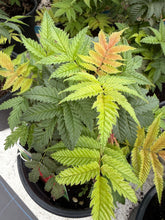 Load image into Gallery viewer, Sorbaria Crimson Feathers
