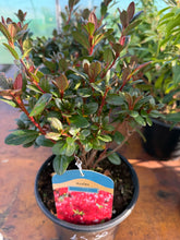 Load image into Gallery viewer, Azalea Japonica ‘Johanna’
