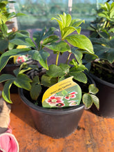 Load image into Gallery viewer, Helleborus White Lady Spotted
