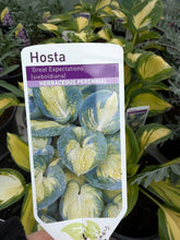 Load image into Gallery viewer, Hosta Great Expectations
