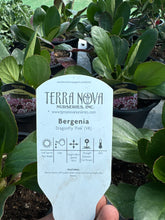Load image into Gallery viewer, Bergenia “Dragonfly Pink”
