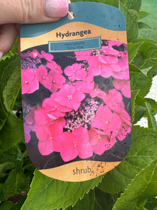 Hydrangea Macrophylla ‘Teller Pink’