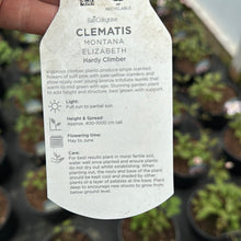 Load image into Gallery viewer, Clematis Montana ‘Elizabeth’
