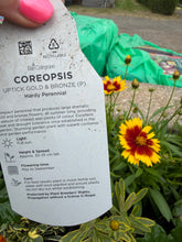 Load image into Gallery viewer, Coreopsis Uptick Gold &amp; Bronze
