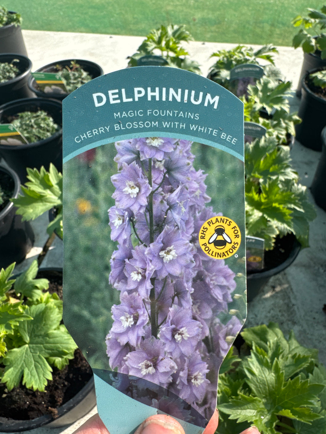 Delphinium Magic Fountains Cherry Blossom with White Bee