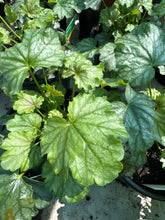 Load image into Gallery viewer, Heuchera Paris
