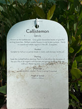 Load image into Gallery viewer, Callistemon “Laevis”
