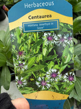 Load image into Gallery viewer, Centaurea Amethyst In Snow
