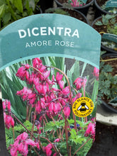 Load image into Gallery viewer, Dicentra Amore Rose
