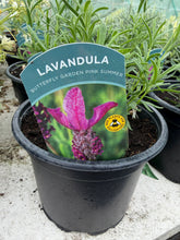 Load image into Gallery viewer, Lavender Butterfly Garden Pink Summer
