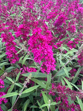 Load image into Gallery viewer, Buddleja Summer Bird Raspberry (Dwarf)
