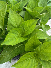 Load image into Gallery viewer, Hydrangea Macrophylla ‘Teller Pink’
