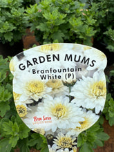 Load image into Gallery viewer, Chrysanthemum Garden Mums Branfountain White
