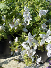 Load image into Gallery viewer, Campanula E.H Frost
