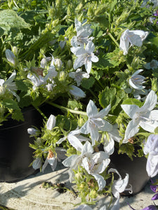 Campanula E.H Frost
