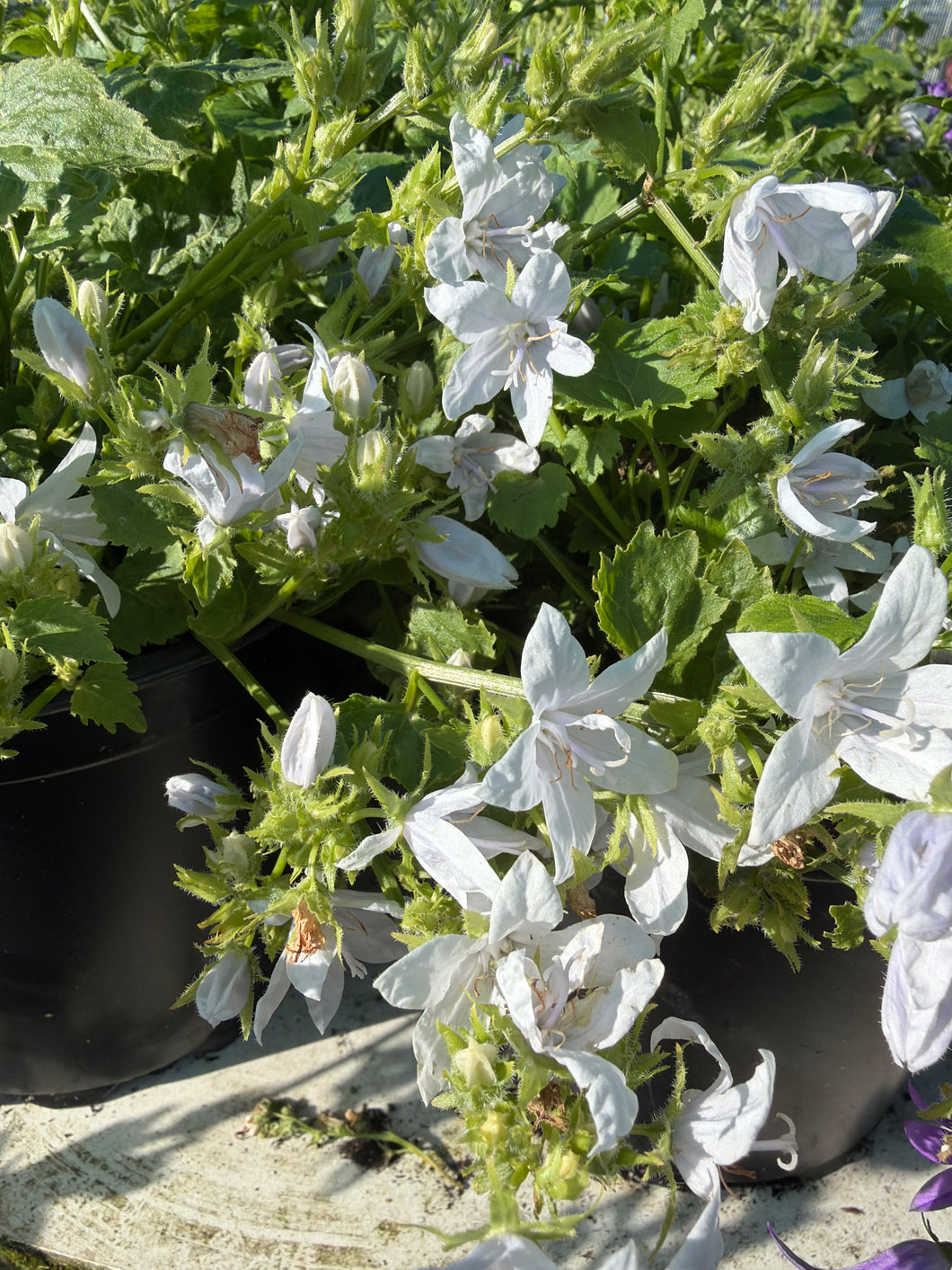 Campanula E.H Frost
