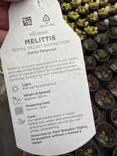 Load image into Gallery viewer, Melittis Royal Velvet Distinction
