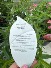 Load image into Gallery viewer, Penstemon Firebird
