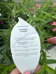 Penstemon Firebird