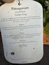 Load image into Gallery viewer, Pittosporum Golden King
