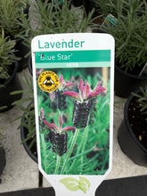 Load image into Gallery viewer, Lavender Blue Star
