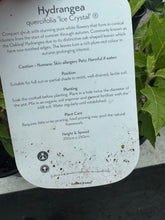 Load image into Gallery viewer, Hydrangea quercifolia ‘Ice Crystal’
