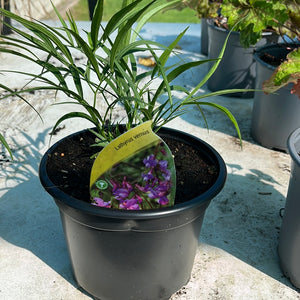 Lathyrus Vernus