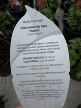 Load image into Gallery viewer, Alstroemeria Inca 'Husky’
