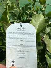 Load image into Gallery viewer, Magnolia “Heaven Scent”
