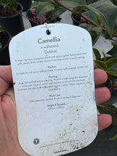 Load image into Gallery viewer, Camellia Debbie
