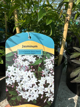 Load image into Gallery viewer, Jasminum “Summer Night”

