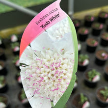 Load image into Gallery viewer, Scabiosa ‘Kudo white’
