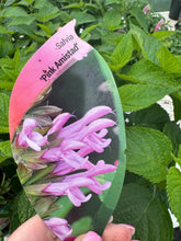 Load image into Gallery viewer, Salvia ‘Pink Amistad’
