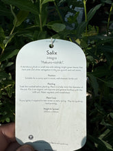 Load image into Gallery viewer, Salix “Hakuro-nishiki”
